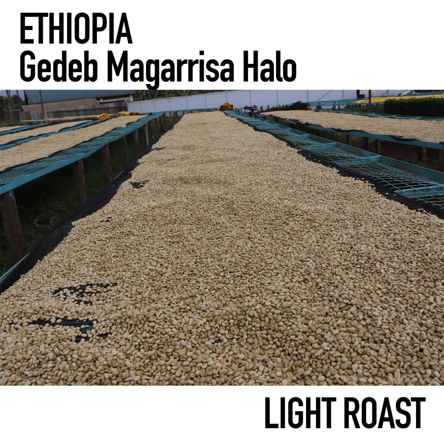 エチオピア/ゲデブ マガリッサ ハロ ウォッシングステーション(浅煎り)