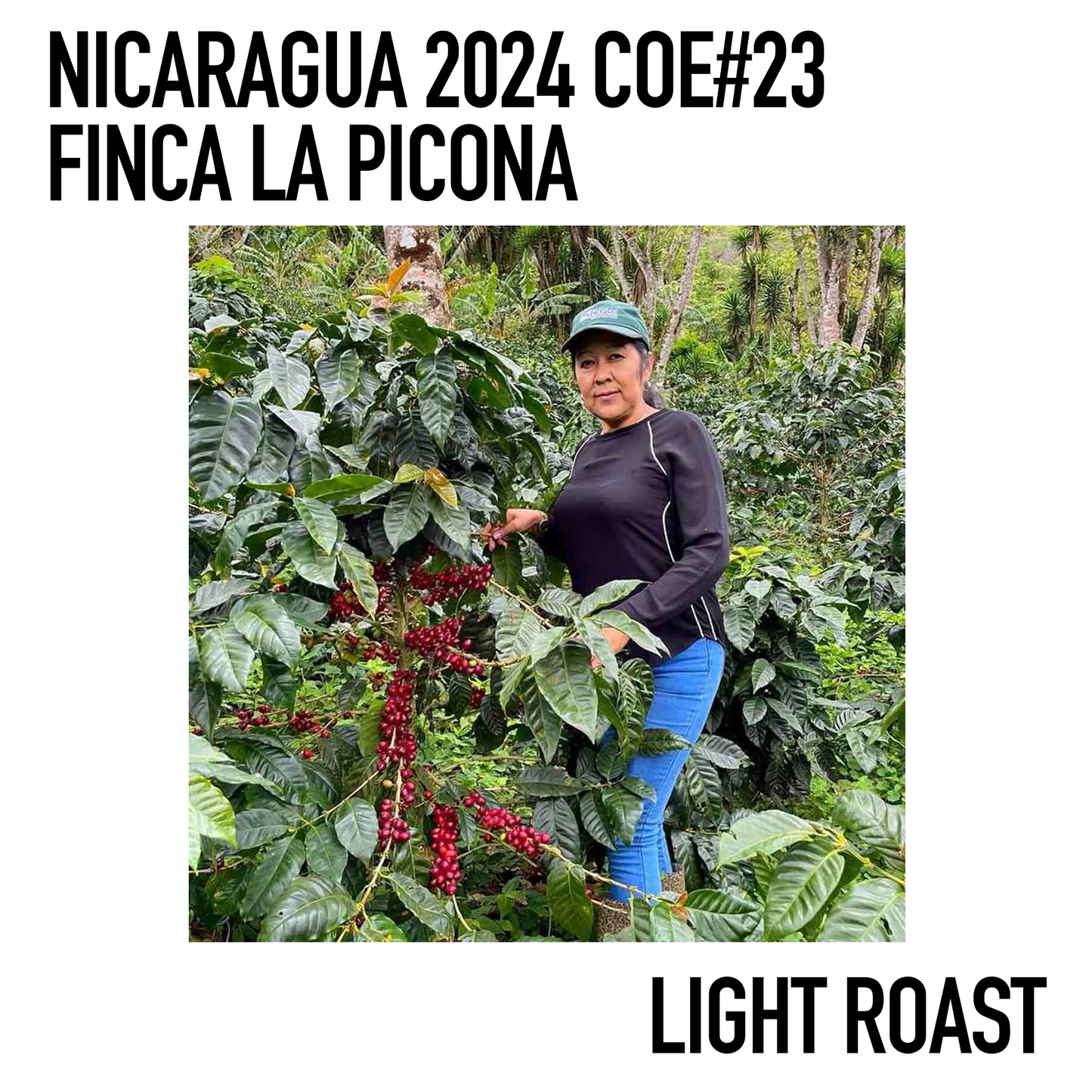 ニカラグア/ラ ピコナ農園 2024年COE #23(浅煎り)