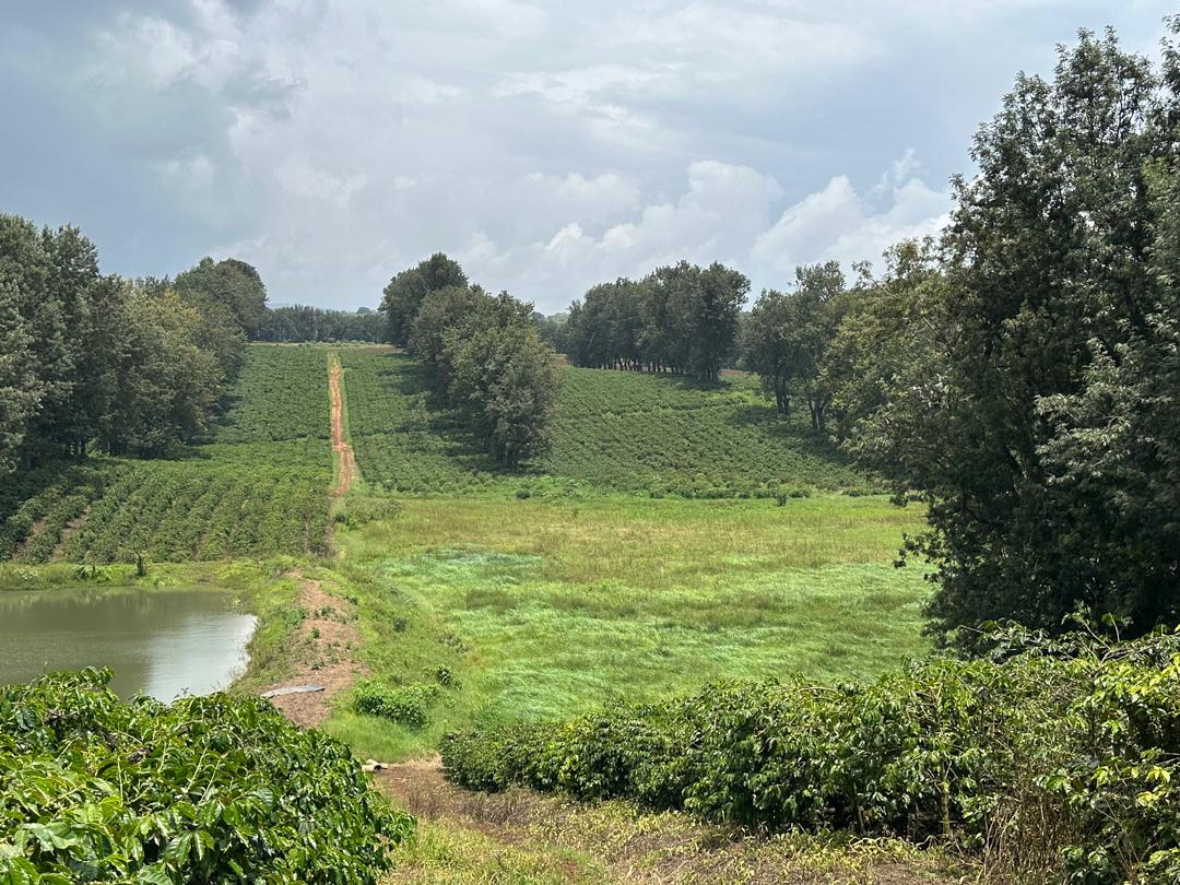 パプアニューギニア ／モリタ区画（深煎り）